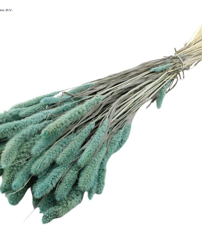 Setaria per bunch Intense Frosted Light Blue ( x 6 )