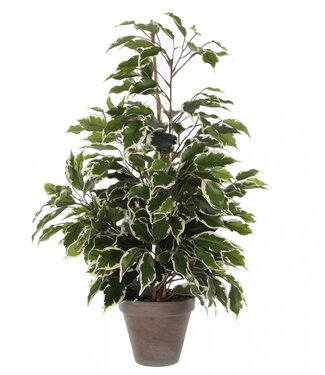 4A Groenwitte kunstplant pot Ficus exotica | Min. diameter 13 centimeter max. diameter 60 centimeter | Hoogte 65 centimeter | Per 6 stuks