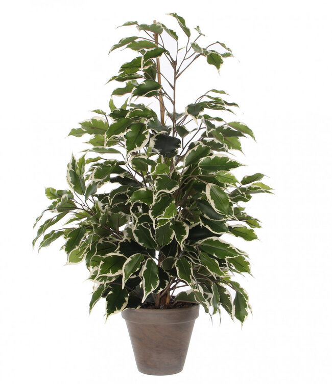 Kunstplanten Pot Ficus exotica d13/60*65cm | Per 6 stuks te bestellen