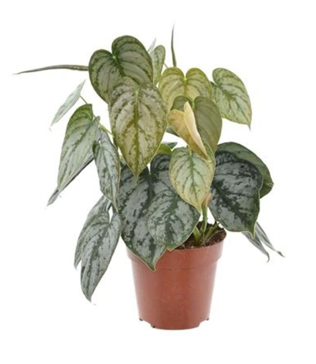 Philodendron Brandtianum | Per 6 stuks