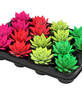 ME Echeveria coloured neon mix | Per 16 pieces