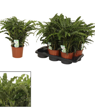 ME Calathea 17cm Bluegrass Living Plants ( x 6 )