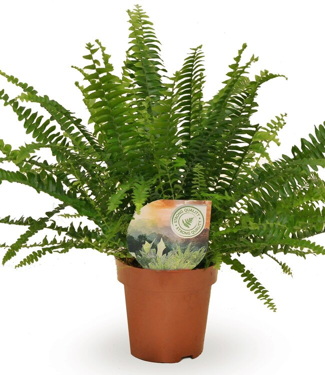 Nephrolepis Green Lady | Per 8 pieces