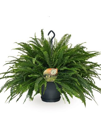 ME Nephrolepis Green Lady hangpot ( x 2 )