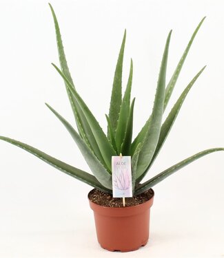 ME Aloe Vera | Taille du pot 19 | Par 3 pièces