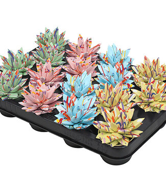 ME Echeveria bunt Splash Pastell Mix | Pro 16 Stück