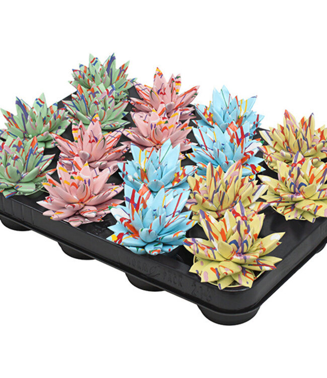 Echeveria bunt Splash Pastell Mix | Pro 16 Stück