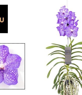 ME Vanda lichtblauw | Per 2 stuks