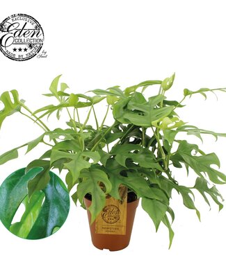 ME Monstera Minima 15cm | Per 3 stuks