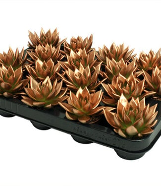 ME Echeveria coloré bronze | Par 16 pièces