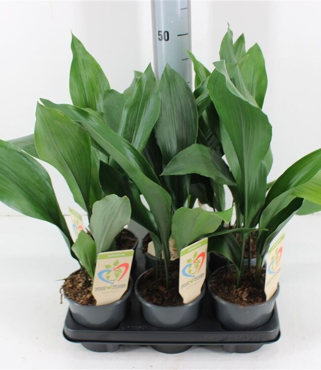 Aspidistra Elatior | Taille du pot 13 | Par 6 pièces