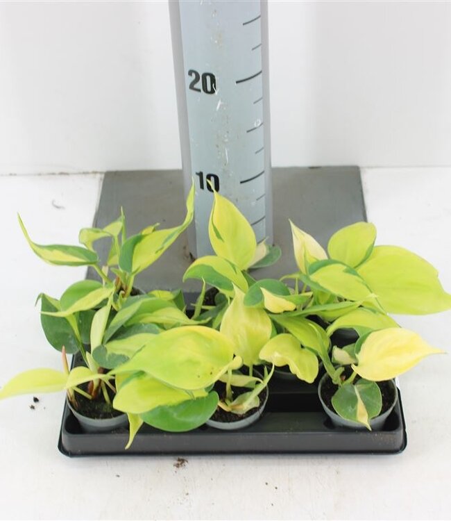 Philodendron Scandens Brasil | Topfgröße 6 | Pro 8 Stück