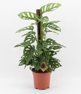 ME Monstera Monkey Leaf Klimstok | Potmaat 17 | Per 6 stuks