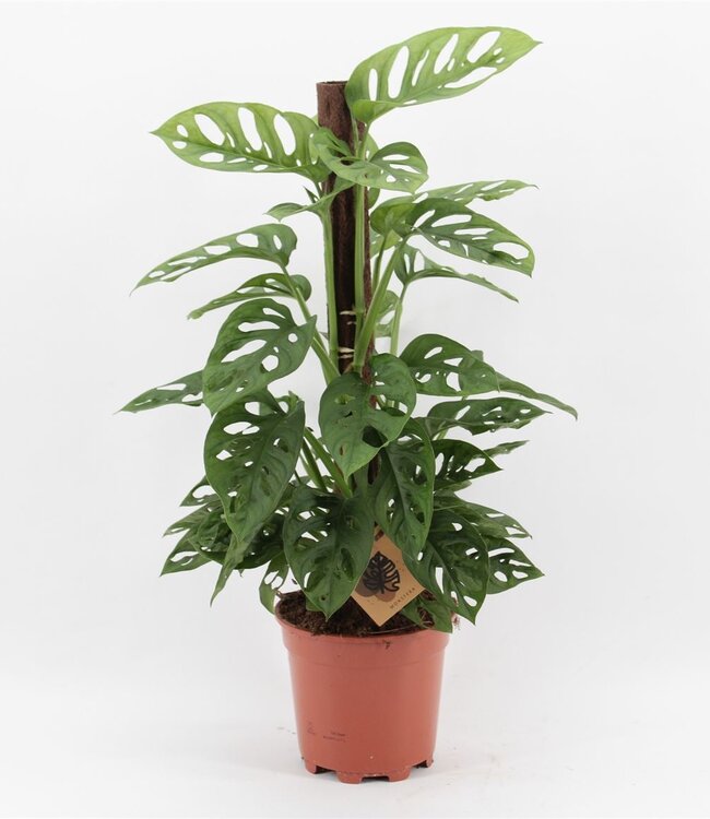 Monstera Monkey Leaf Klimstok | Potmaat 17 | Per 6 stuks