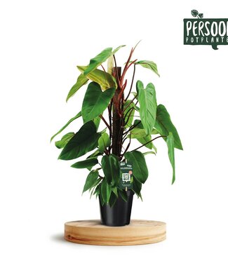 ME Philodendron Red Emerald Kratiste P19 ( x 3 )