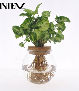 ME Syngonium Pixie in bulb glass + click cork - delivery time: | Per 3 pieces