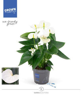 ME Anthurium - KARMA Blanc | 12cm | 10 pièces