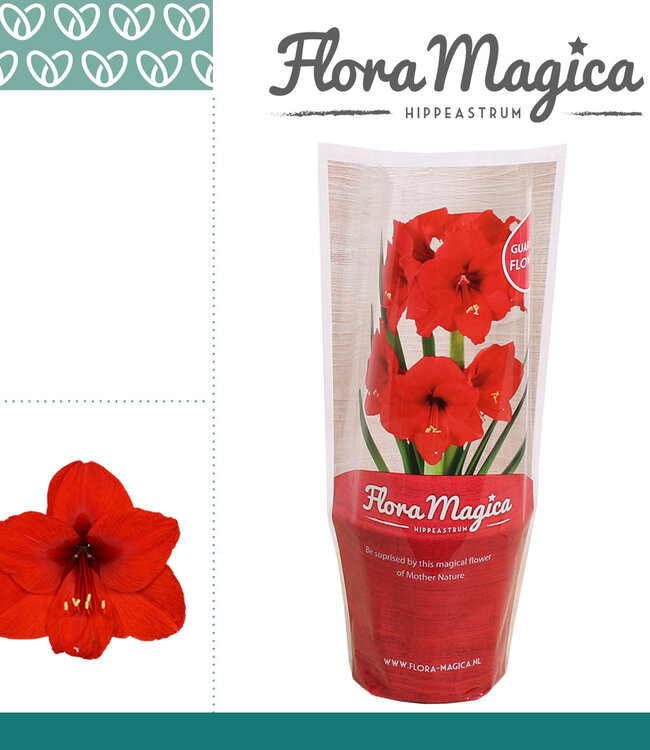 Hippeastrum Royal rouge 2 bourgeons FM Cover | Par 10 pièces