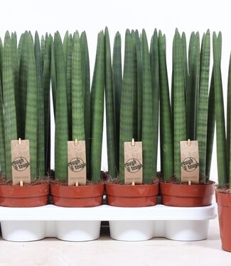 ME Sansevieria Gerade | Pro 10 Stück