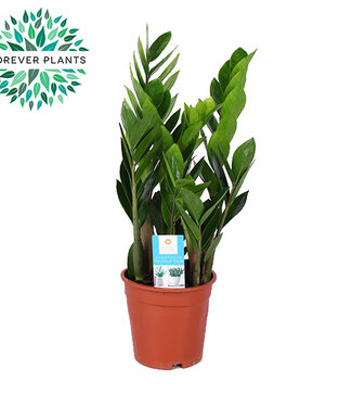 ME Zamioculcas | Pot size 17 | Per 6 pieces