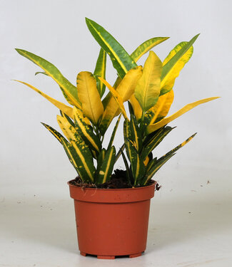 ME Croton "Sunny Star" | Pro 10 Stück