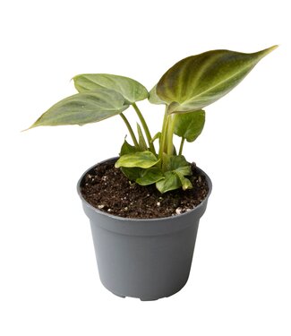 ME Philodendron Verrucosum | Per 12 stuks