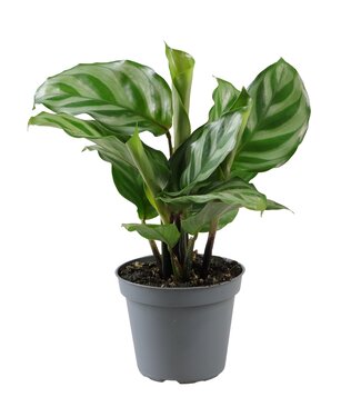 ME Calathea Freddie | Per 12 stuks