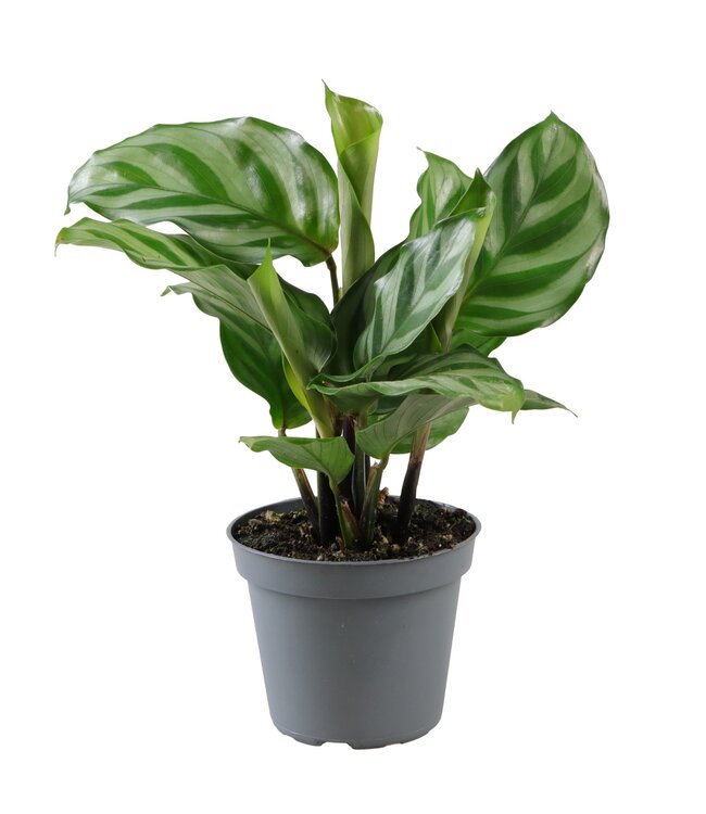 Calathea Freddie | Per 12 stuks