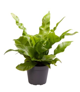 ME Asplenium Crispy Wave® | Par 20 pièces