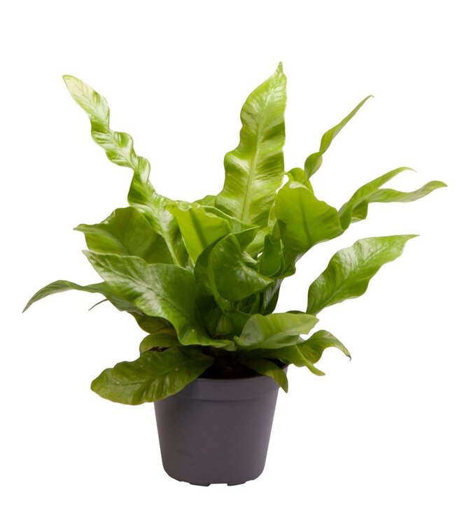 Asplenium Crispy Wave® | Per 20 stuks