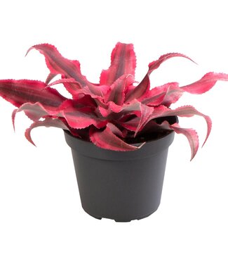 ME Cryptanthus Super rosa | Pro 12 Stück