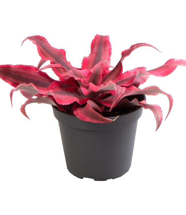 Cryptanthus Super roze | Per 12 stuks