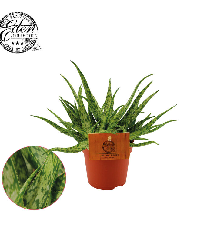 Aloe Spider 10,5cm ( x 6 )