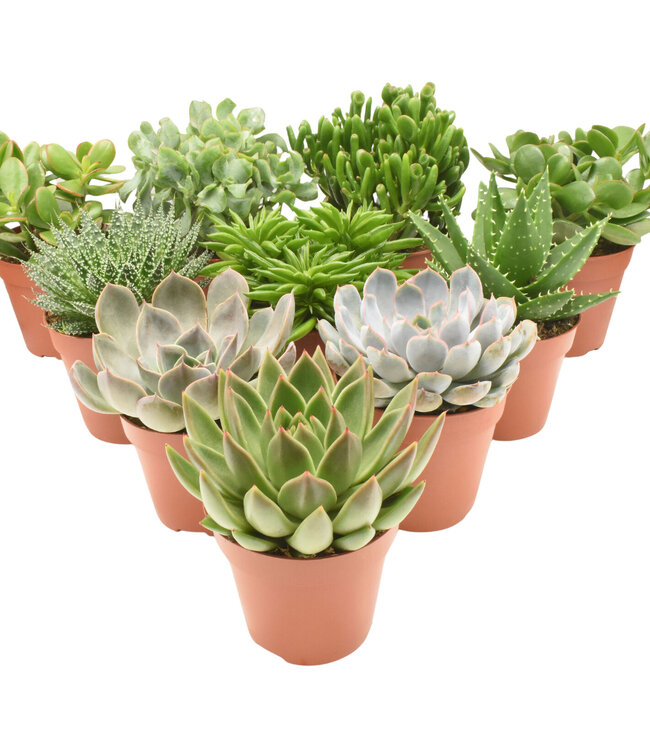 Succulent mix | Per 8 pieces