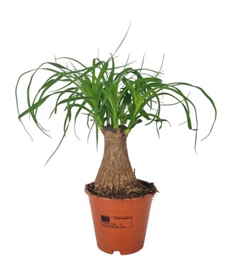 ME Beaucarnea 12 cm | Per 10 stuks