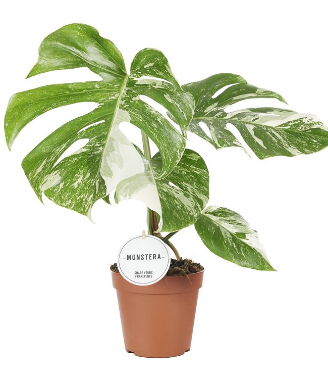 Monstera Deliciosa Variegata | Per 4 stuks