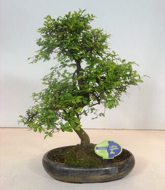 ME Zelkova parvifolia, 29cm, Form, ohne Tropfschale | Pro 2 Stück