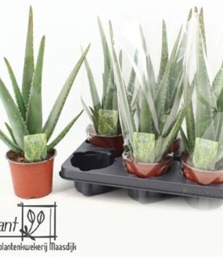 ME Aloe Vera | Taille du pot 12 | Par 6 pièces