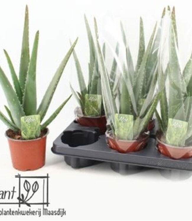 Aloe Vera | Pot size 12 | Per 6 pieces