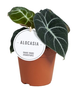 ME Alocasia Black Velvet | Pot de 12 | Par 6 pièces