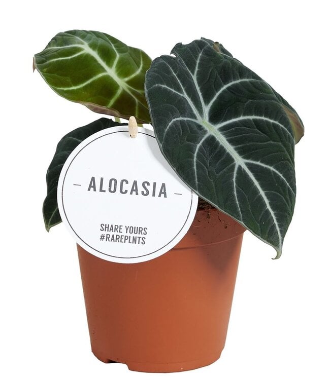 Alocasia Black Velvet | Pot de 12 | Par 6 pièces