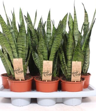 ME Sansevieria Zeylanica | Taille du pot 14 | Par 4 pièces