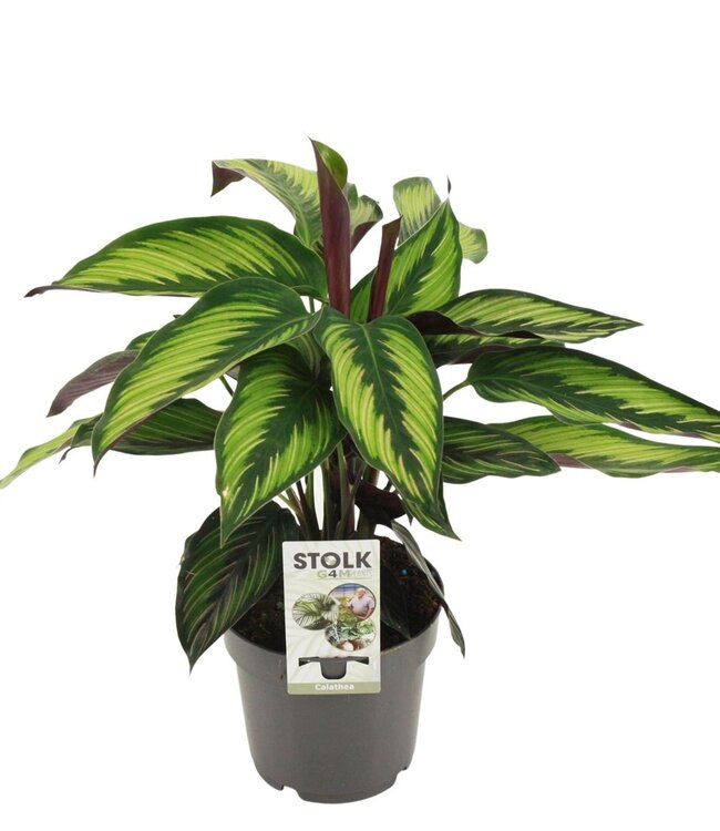 Calathea Majestica Princeps | Taille du pot 14 | Par 6 pièces