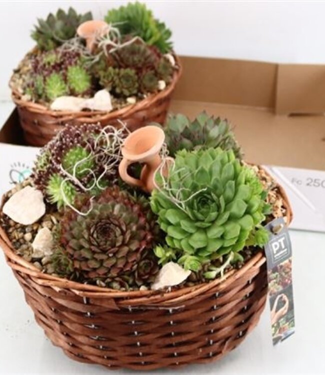 Arrangements Sempervivum 6% | Par 2 pièces