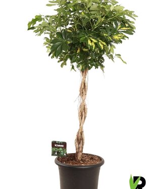 ME Schefflera arb. Gold Capella geflochtener Stiel | je