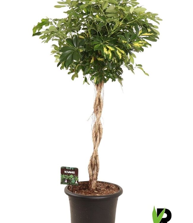 Schefflera arb. Gold Capella geflochtener Stiel | je