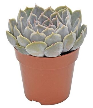 ME Echeveria Menina P8.5 | Par 12 pièces