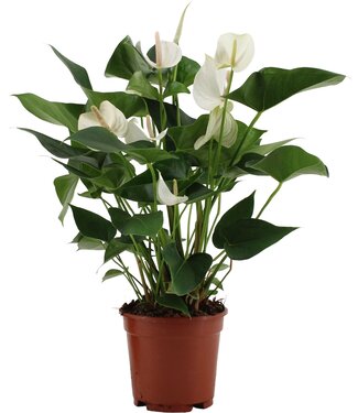 ME Anthurium White Winner in transparant sleeve ( x 6 )