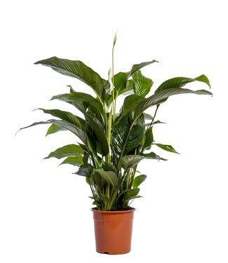 ME Spathiphyllum 'Sweet Lauretta' blanco | Per stuk