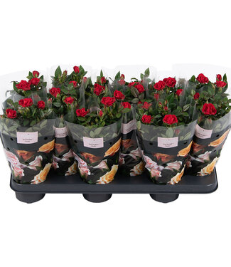 ME Nolina Roses Ø 10.5 cm Rouge st. 2-3 | Par 12 pièces